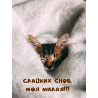������� ����, ��� �����!