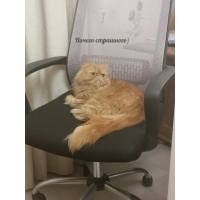 ������ ���������)