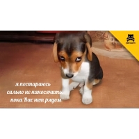 � ���������� ������ �� ����������